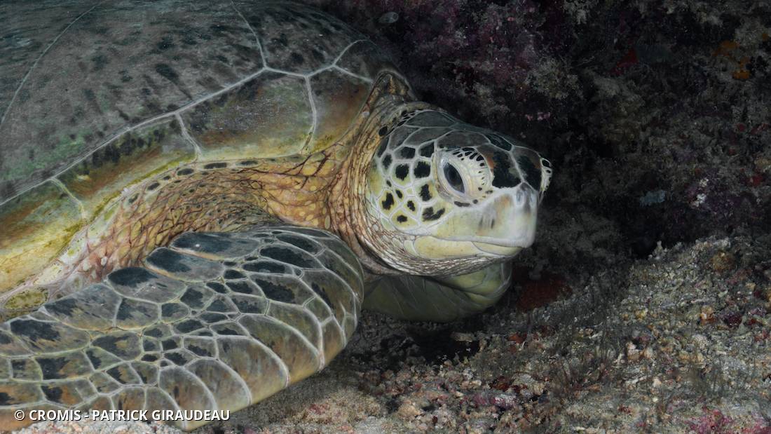 Tortue verte