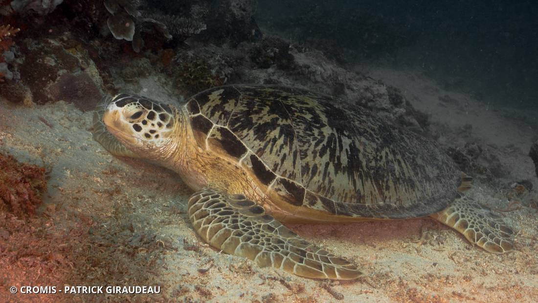 Tortue verte