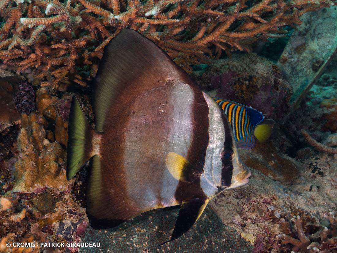 Platax orbiculaire