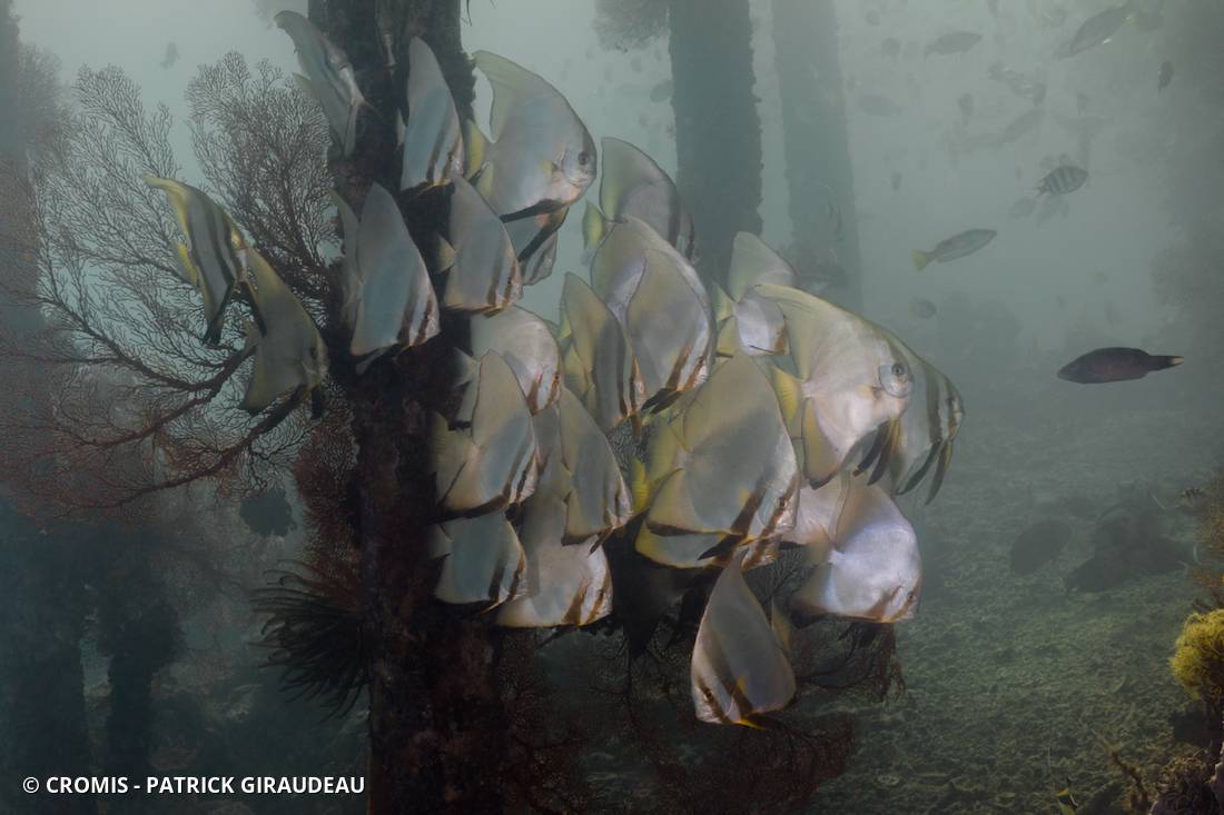 Platax orbiculaire
