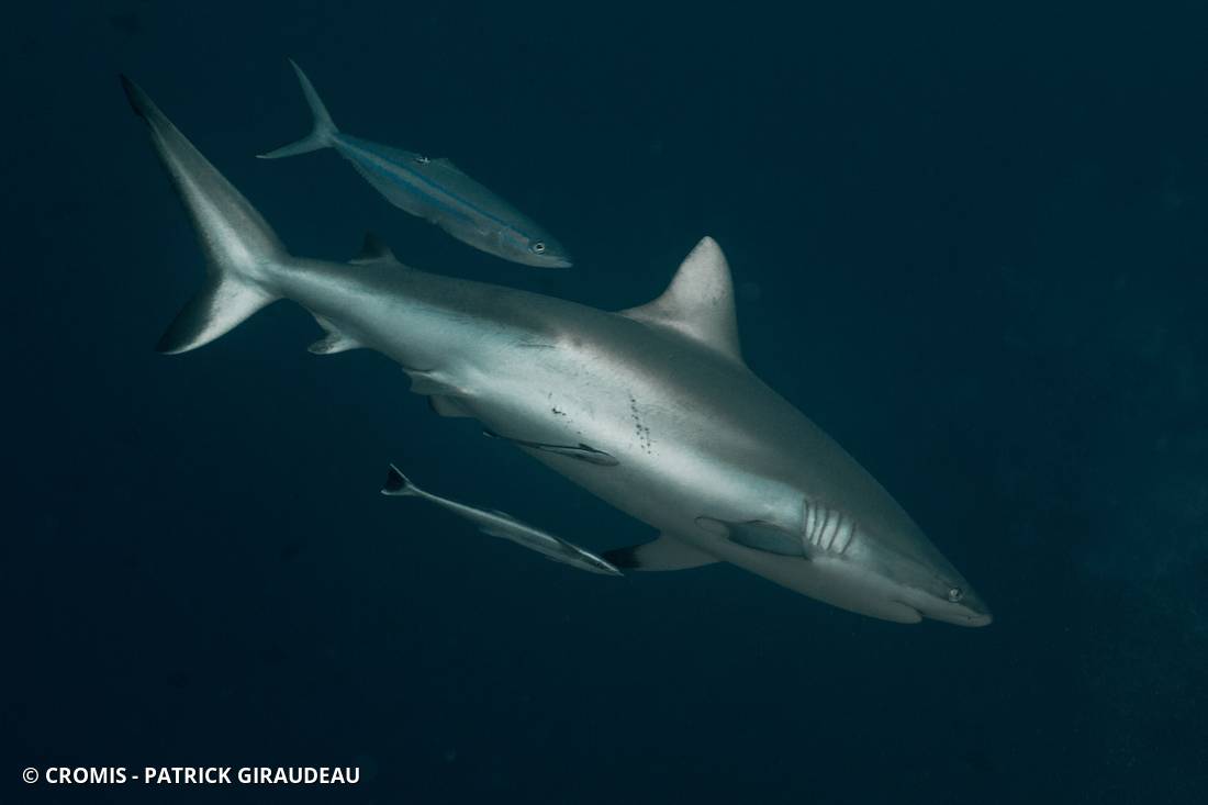 Requin gris de récif