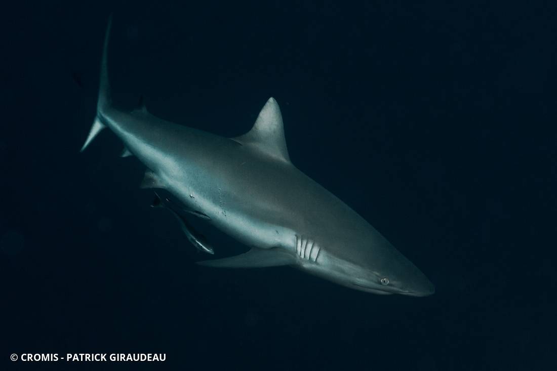 Requin gris de récif
