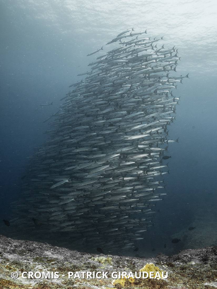 Barracuda à nageoires noires