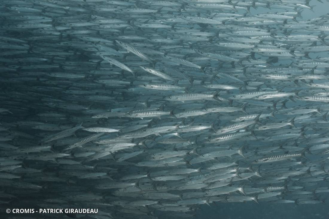 Barracuda à nageoires noires