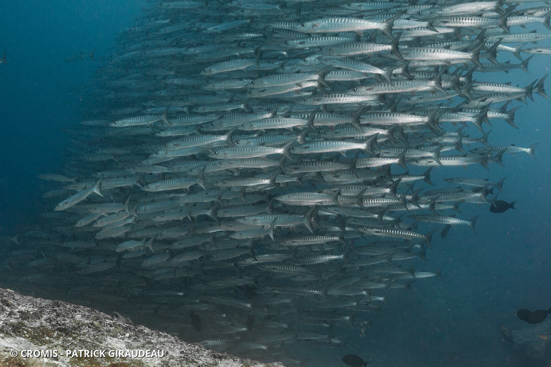 Barracuda à nageoires noires