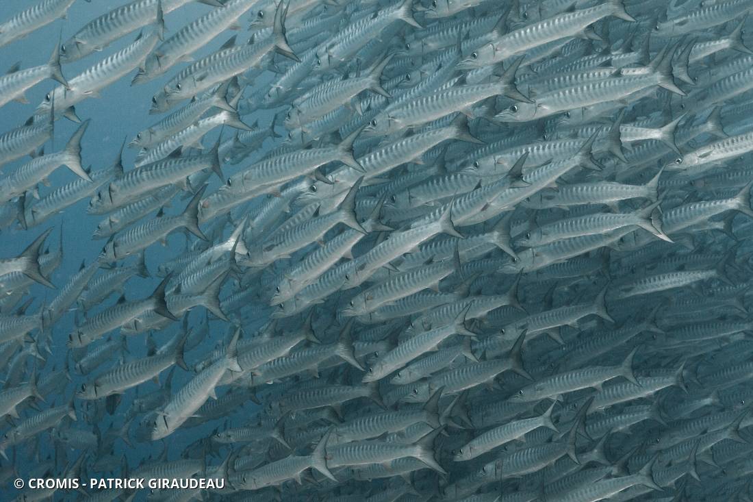 Barracuda à nageoires noires