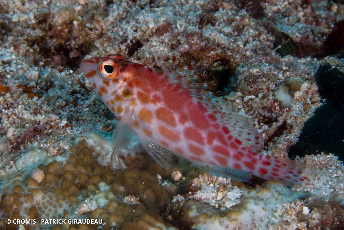 Poisson-faucon tacheté