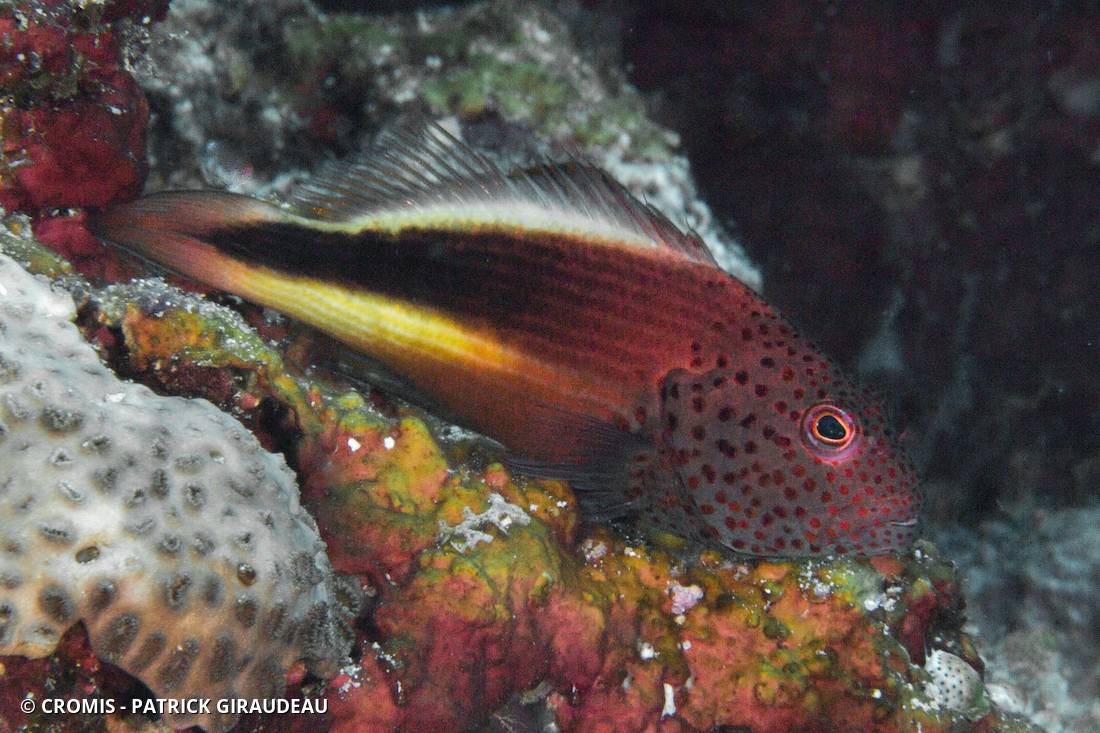Poisson-faucon à taches de rousseur