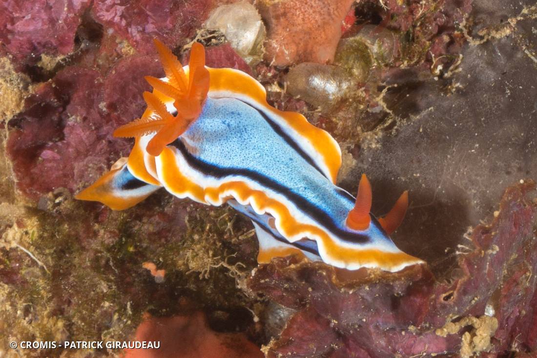 Chromodoris d'Anne