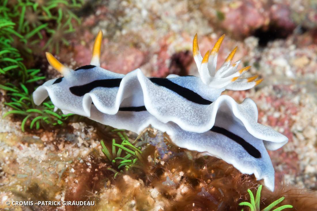 Chromodoris de Diane