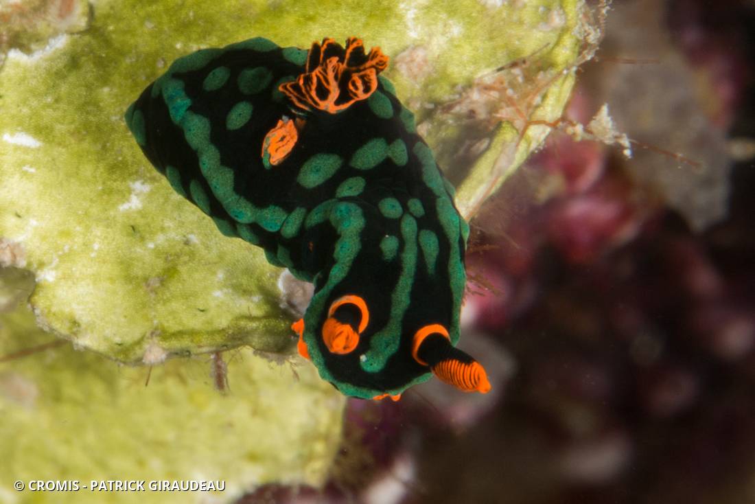 Nembrotha de Kubary