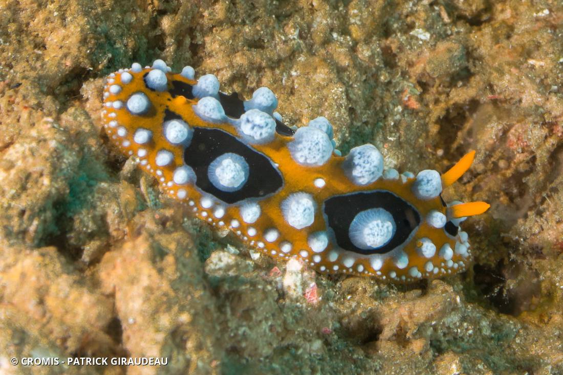 Phyllidie ocellée
