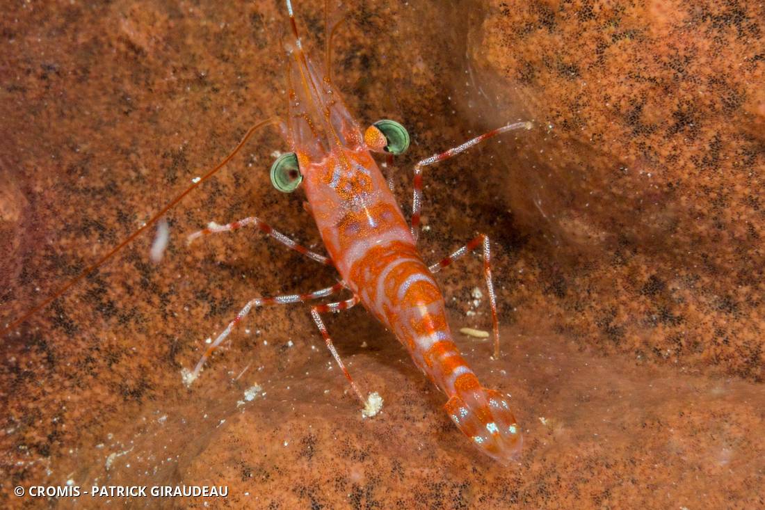 Crevettes danseuses Indo-Pacifiques