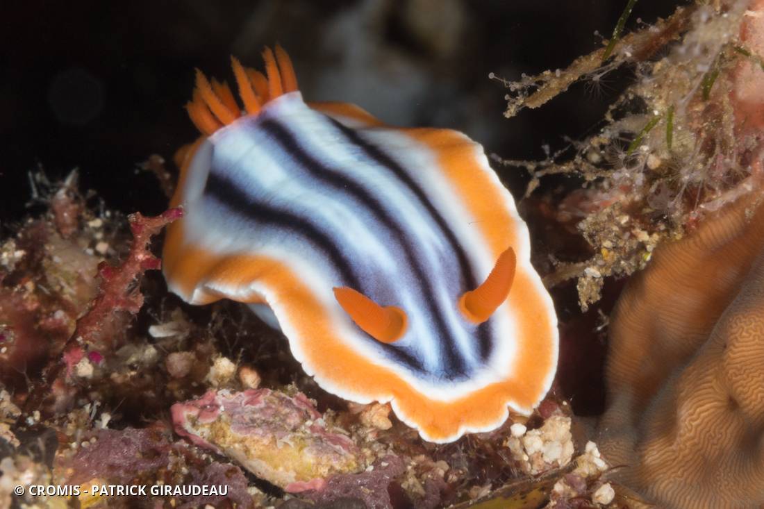 Chromodoris magnifique