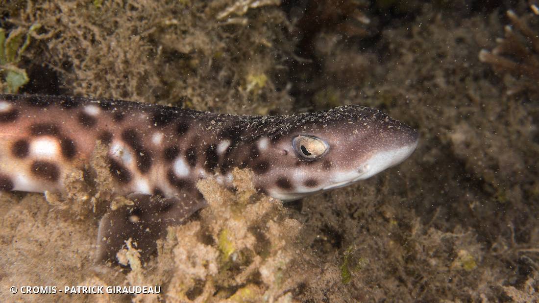 Requin-chat marbré