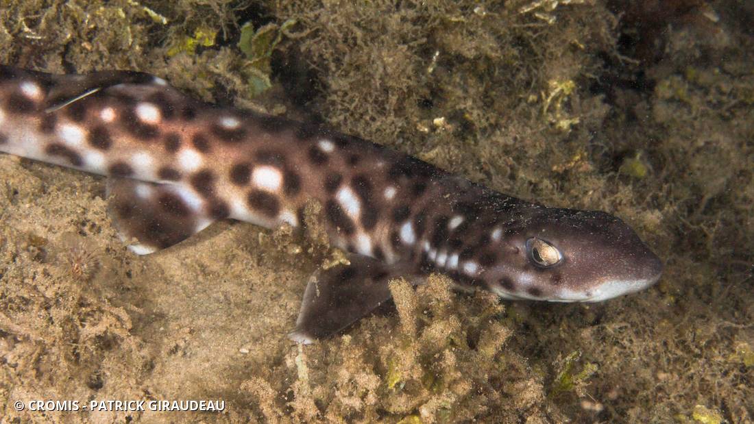 Requin-chat marbré
