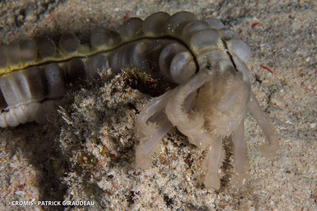 Holothurie serpent collante