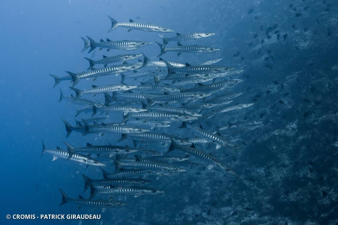 Barracuda à nageoires noires