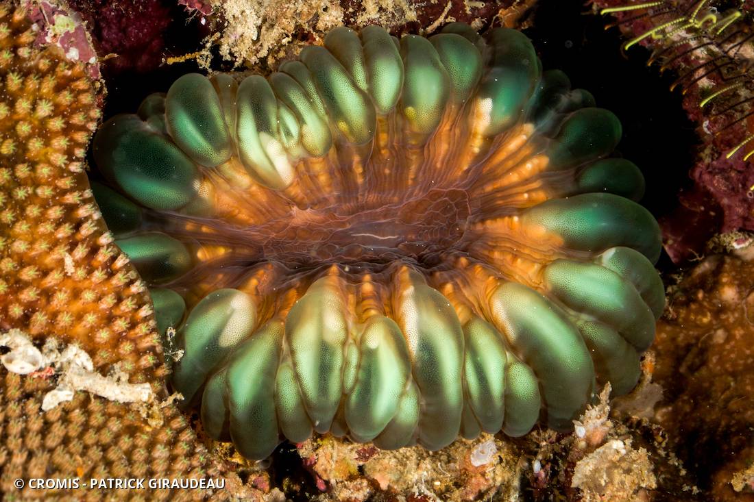 Corail à larmes
