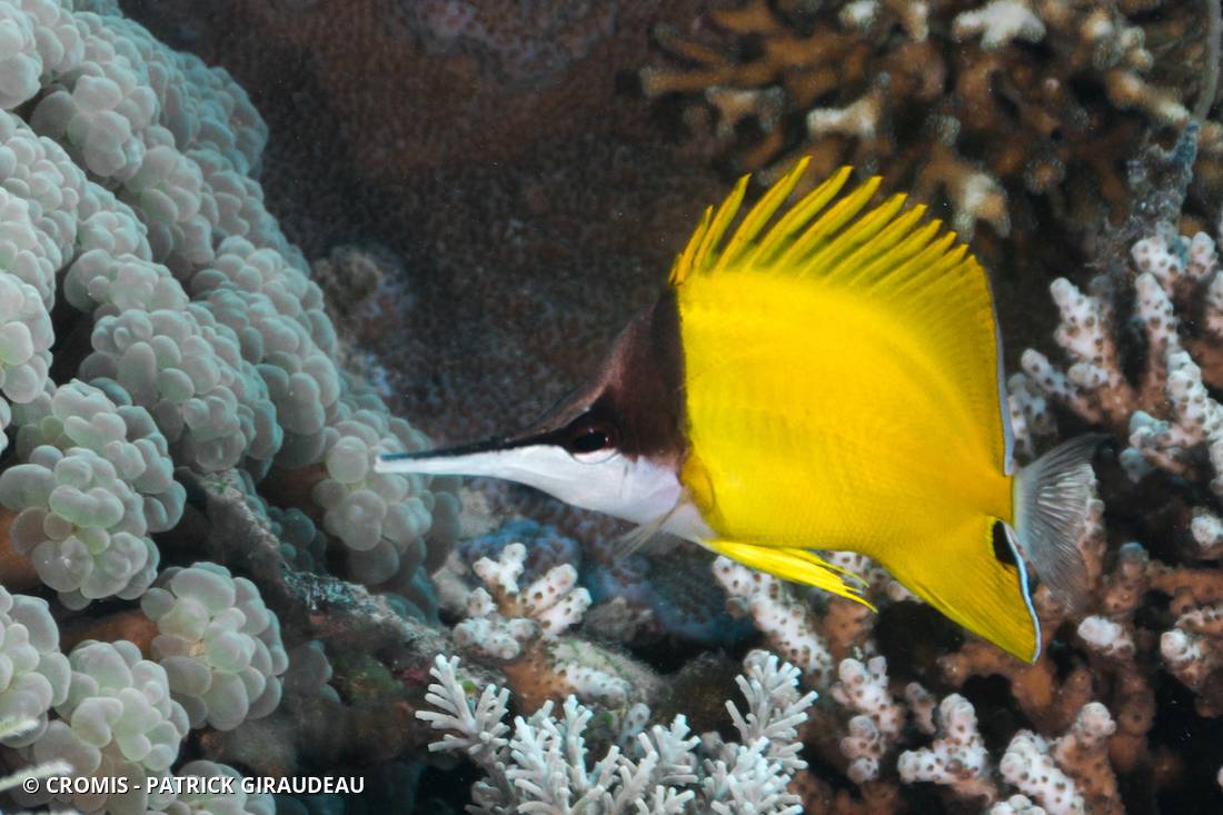 Poisson-pincette jaune