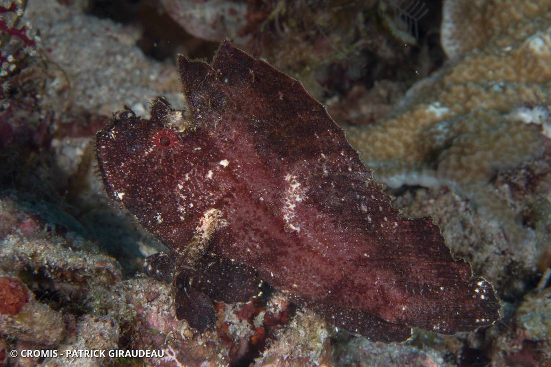 Poisson-scorpion feuille