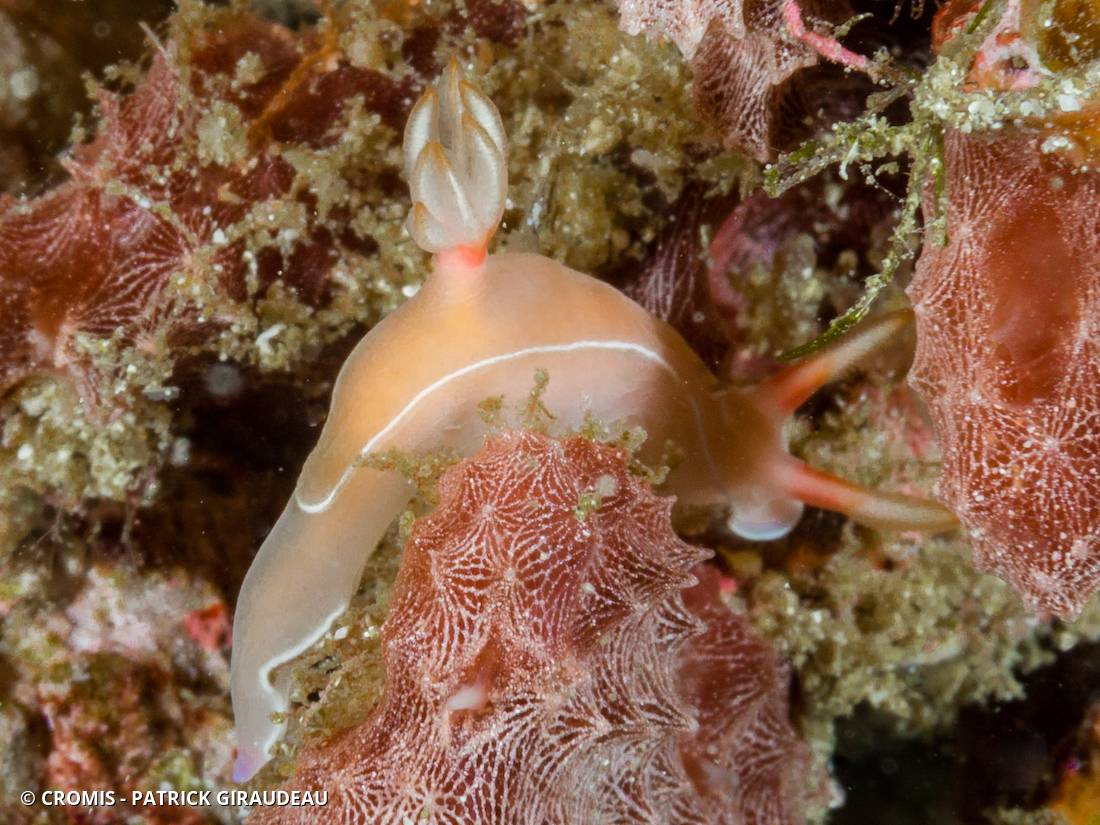 Hypselodoris de Bullock