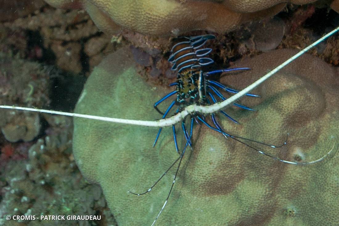Langouste peinte