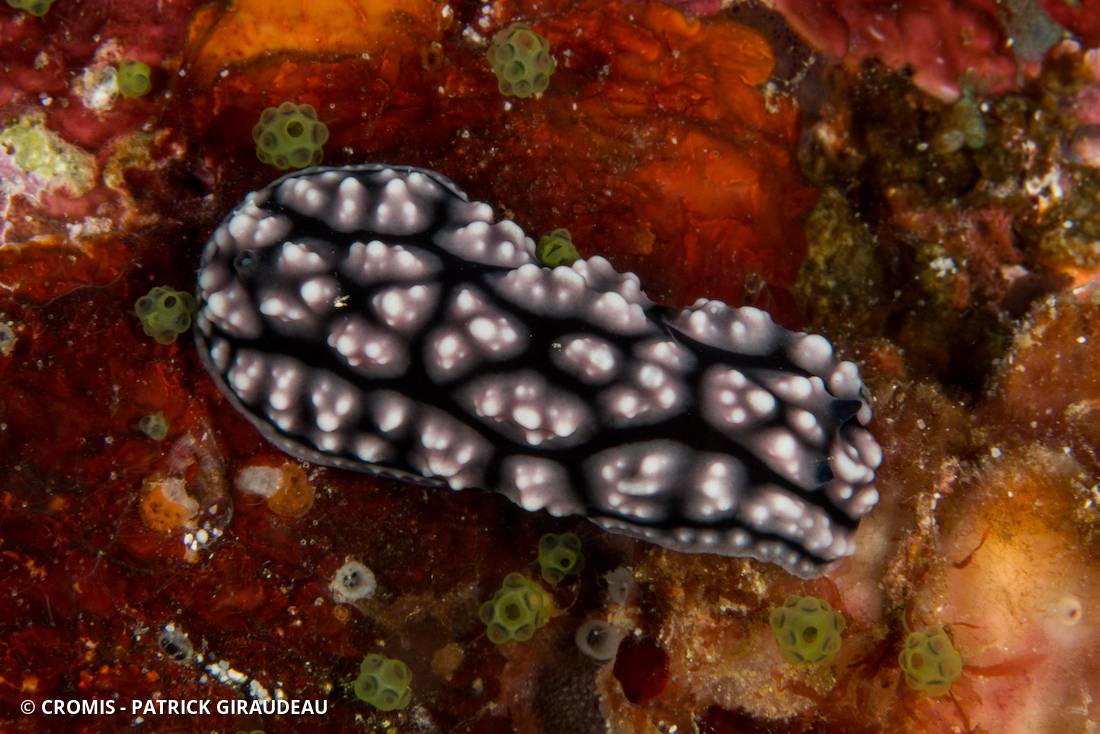 Phyllidie pustuleuse