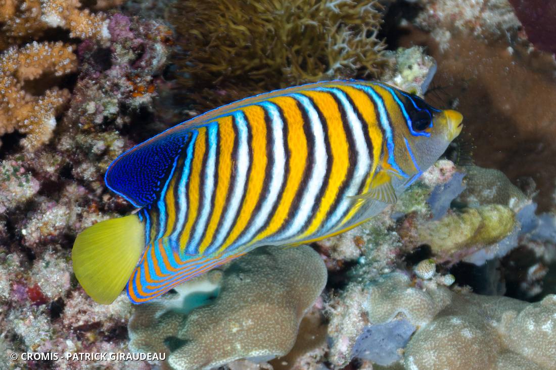 Poisson-ange duc