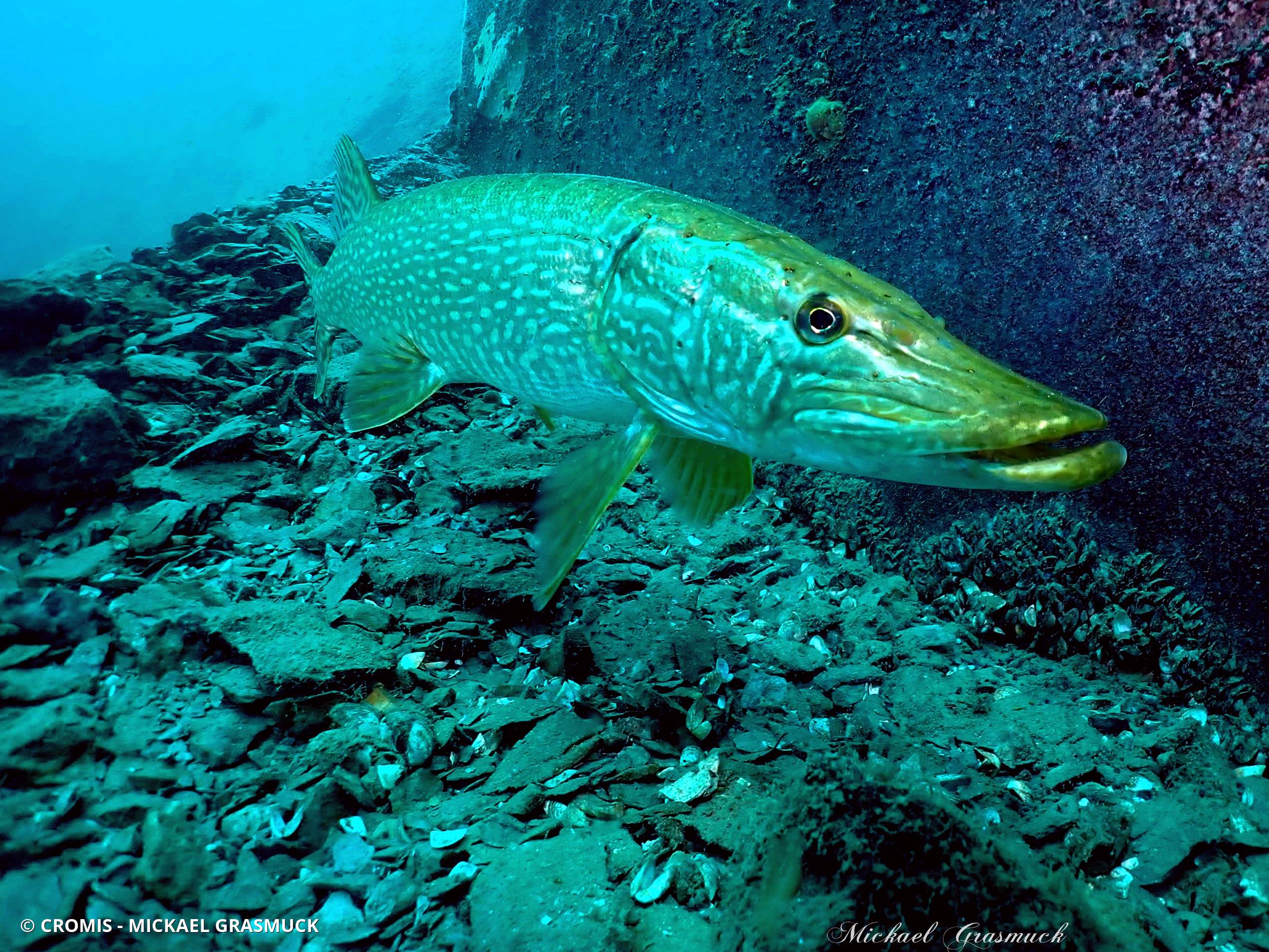 Brochet