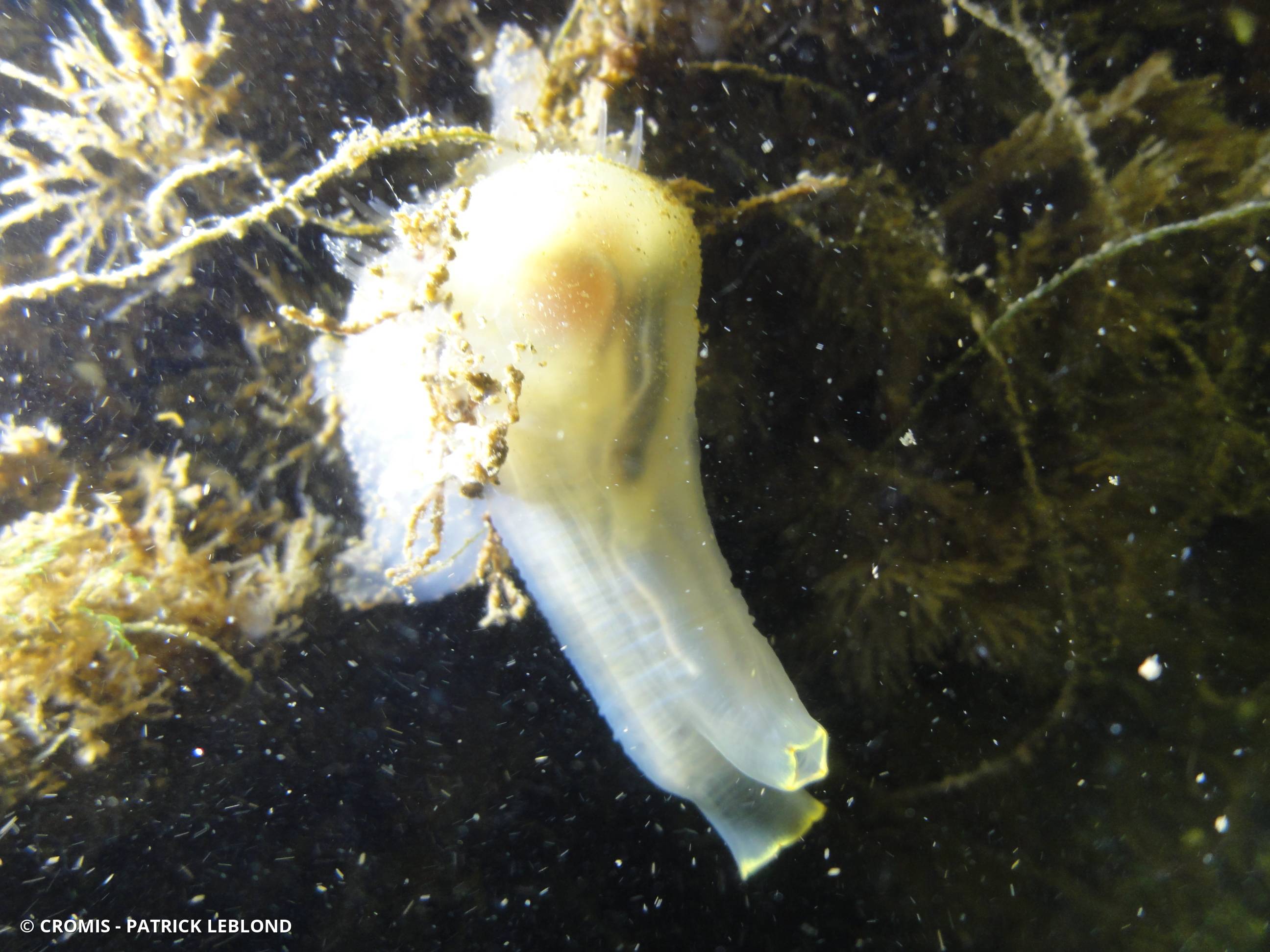 Cione intestinale