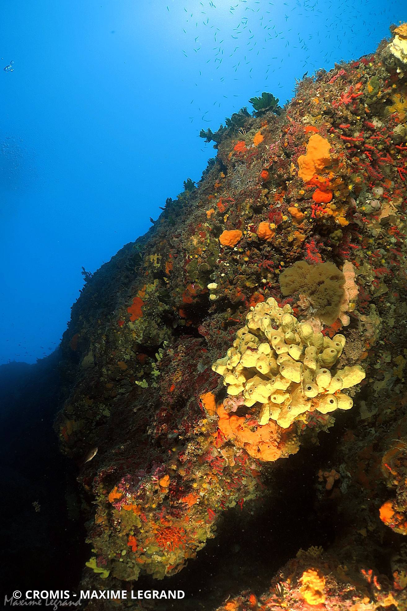 Eponge cavernicole jaune