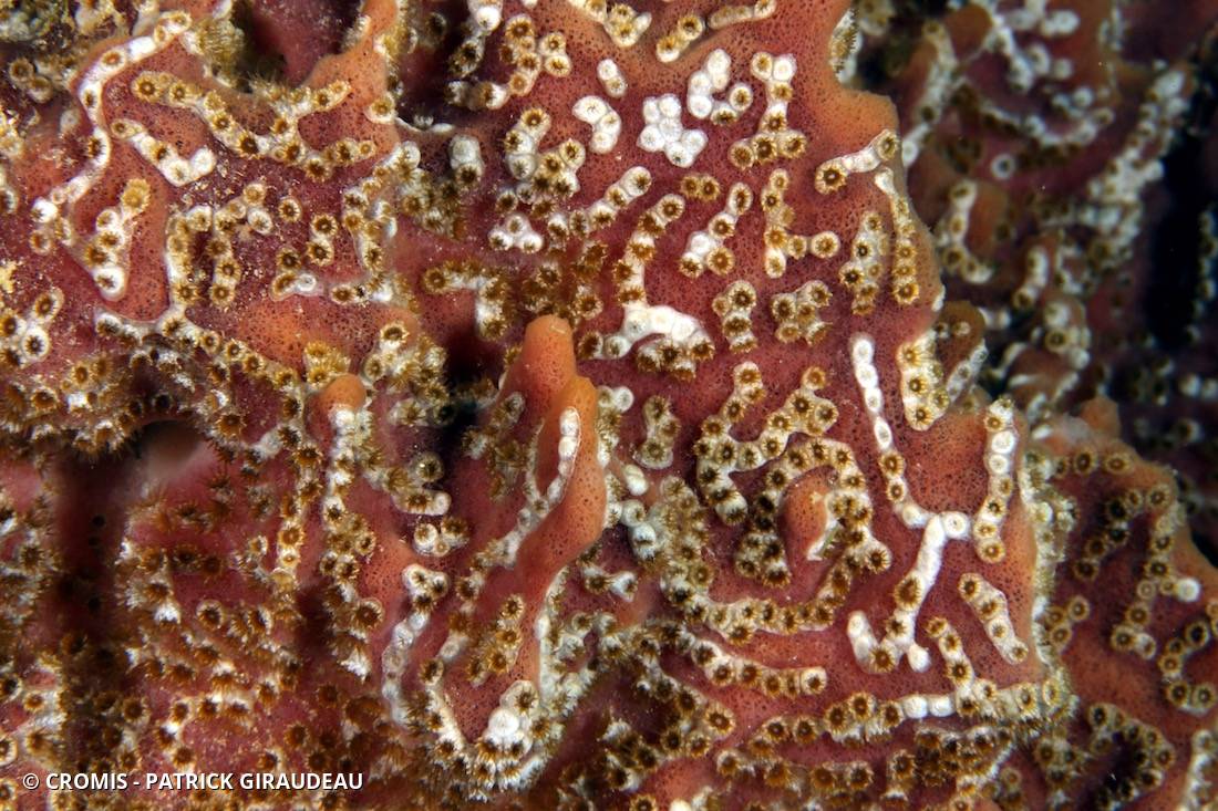 Zoanthaire éponge en chaînette