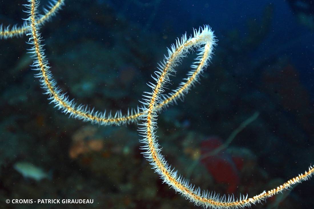 Corail fil de fer