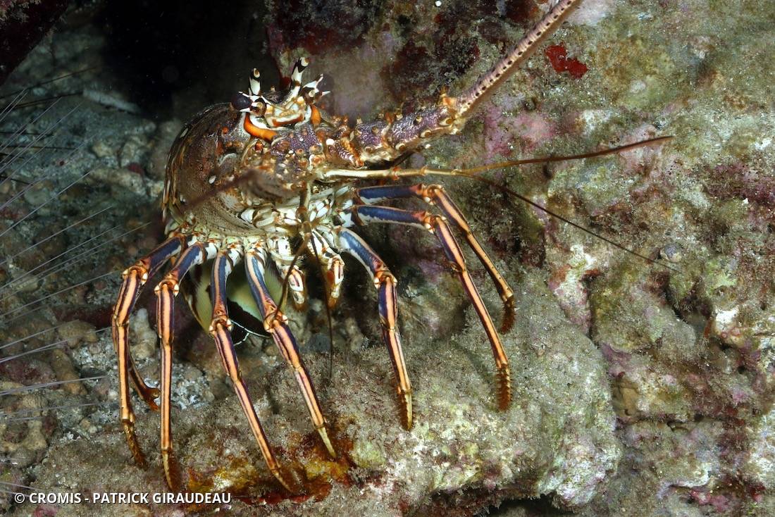 Langouste des Caraïbes