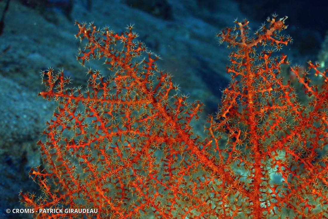 Gorgone éventail orange des profondeurs