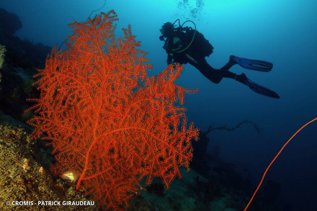 Gorgone éventail orange des profondeurs