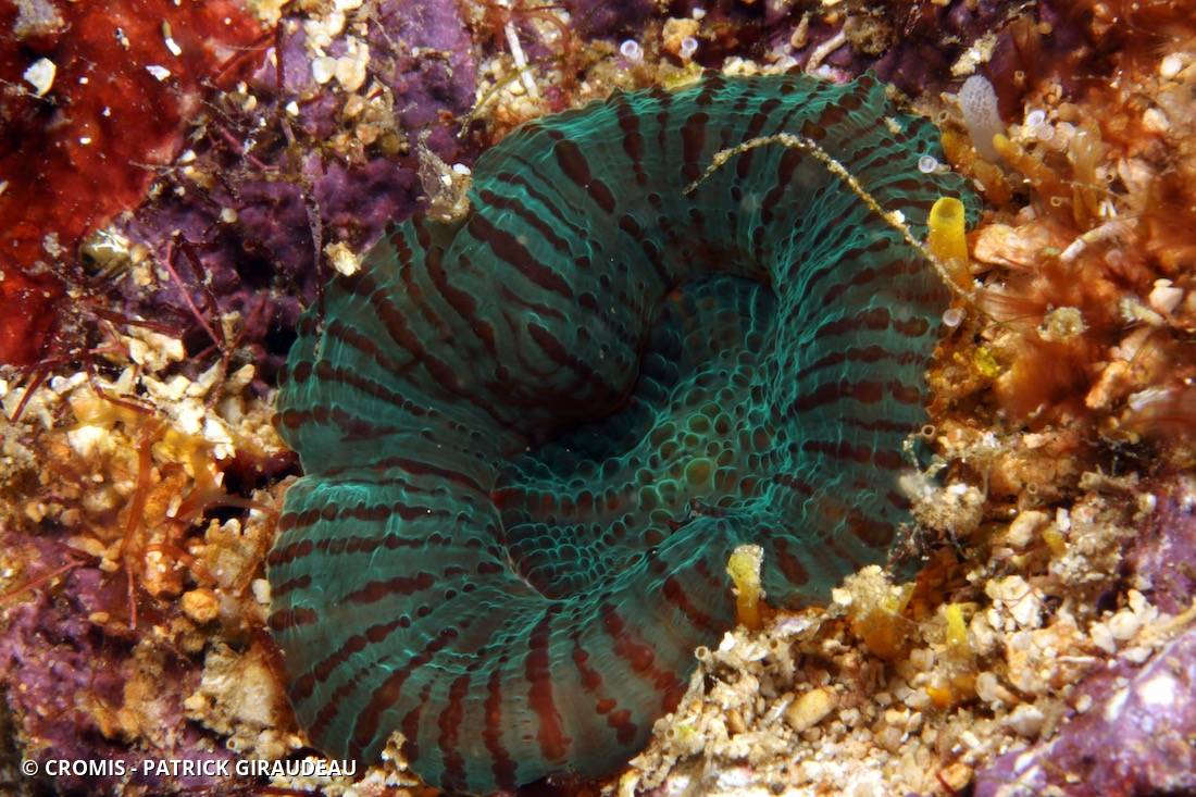 Corail coeur d'artichaut