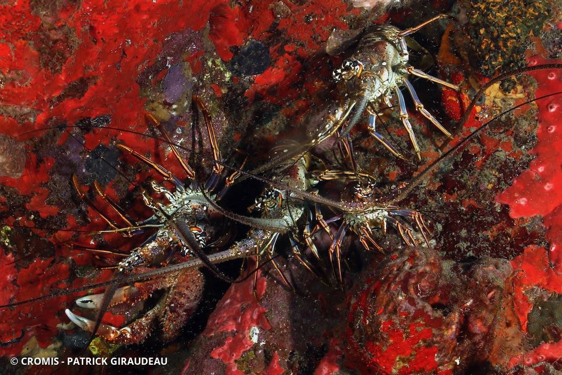 Langouste des Caraïbes