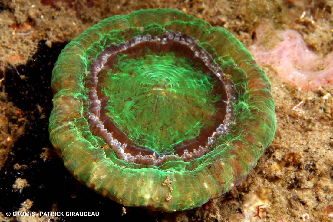 Corail coeur d'artichaut