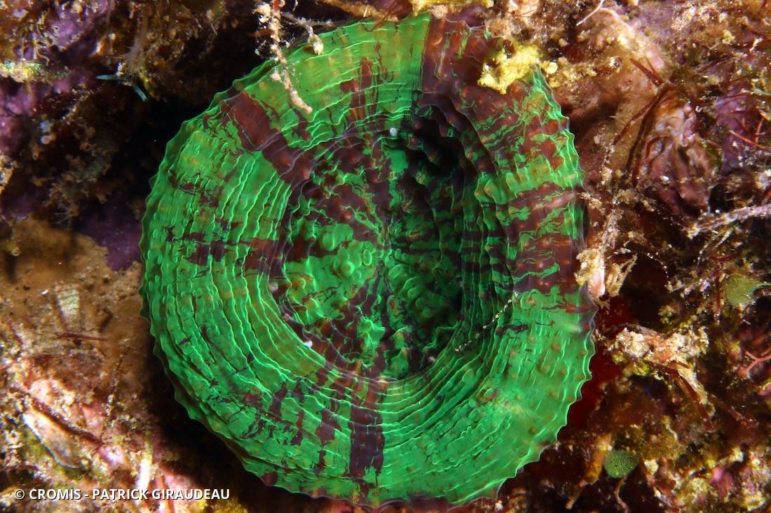 Corail coeur d'artichaut