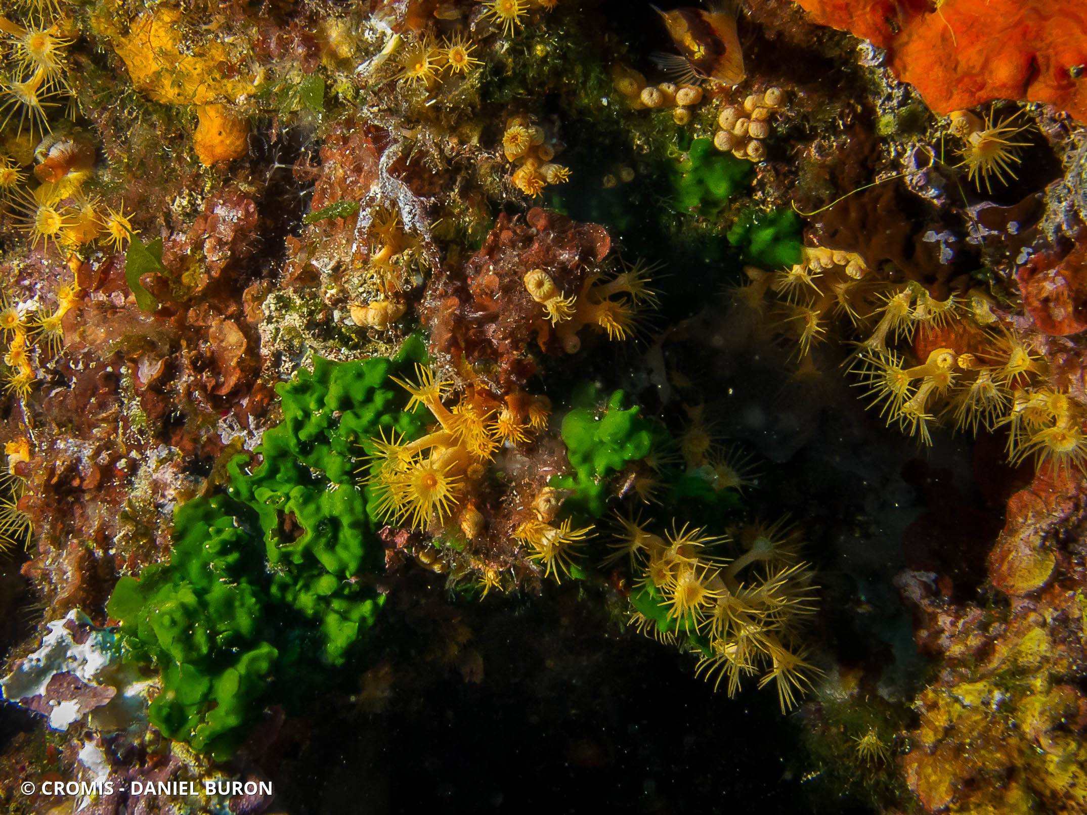 Palmophylle