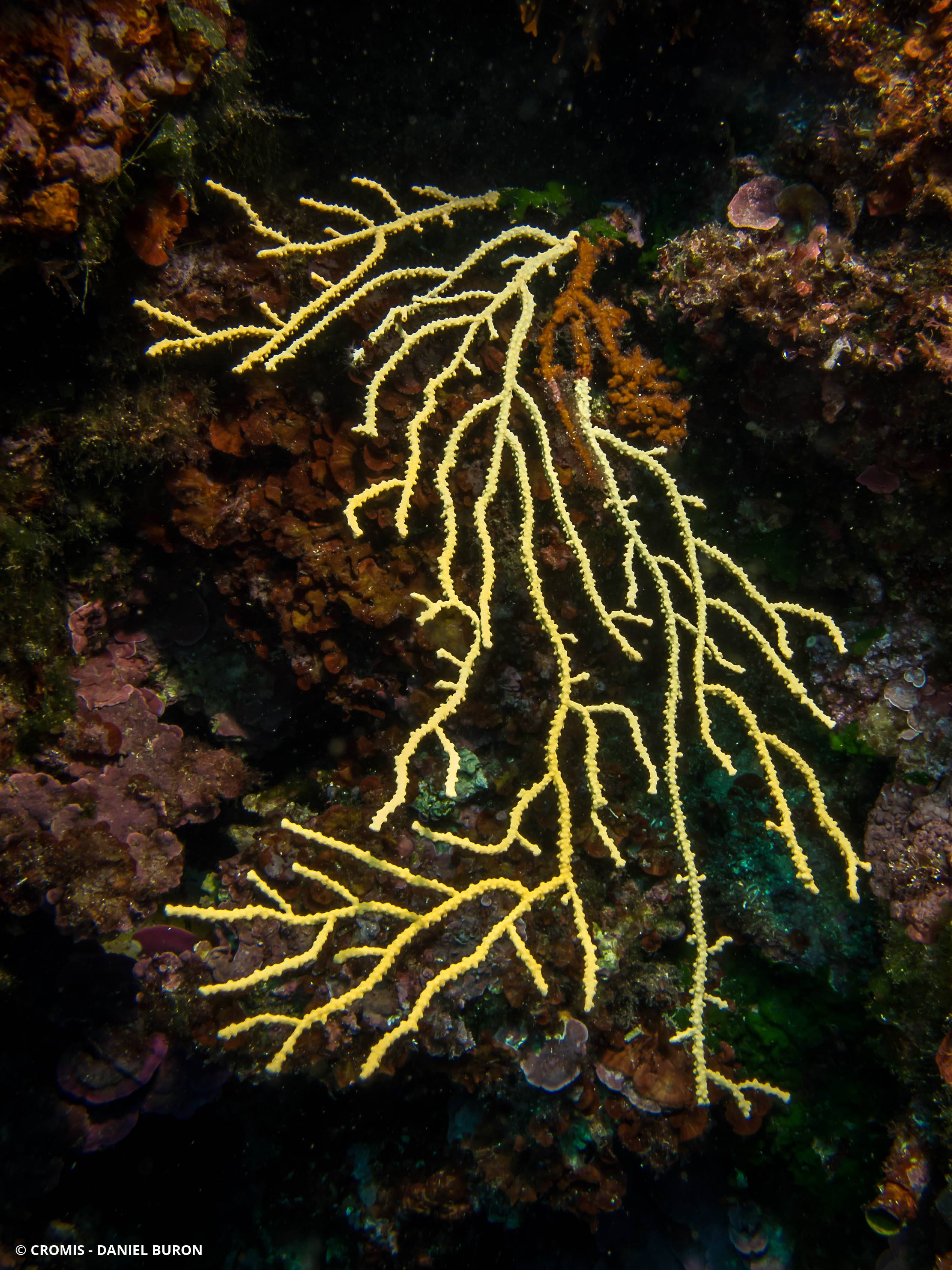 Gorgone jaune