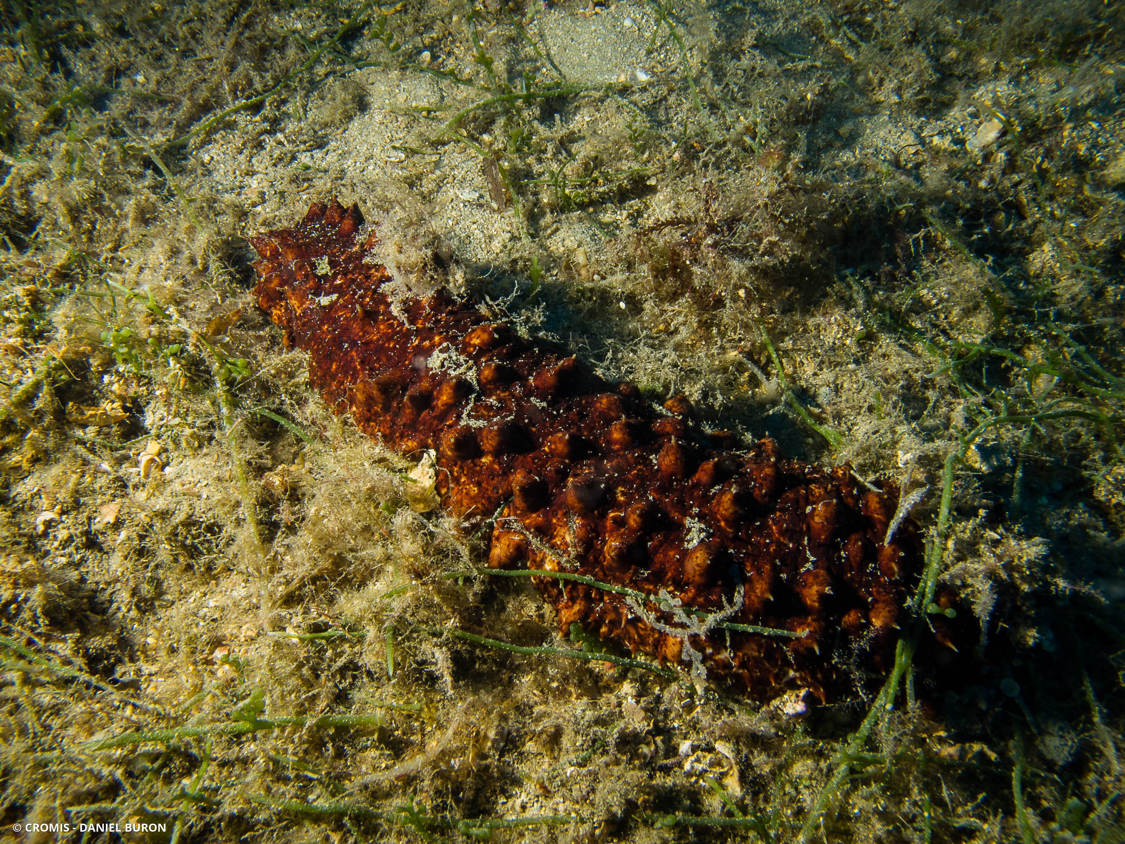 Holothurie tubuleuse