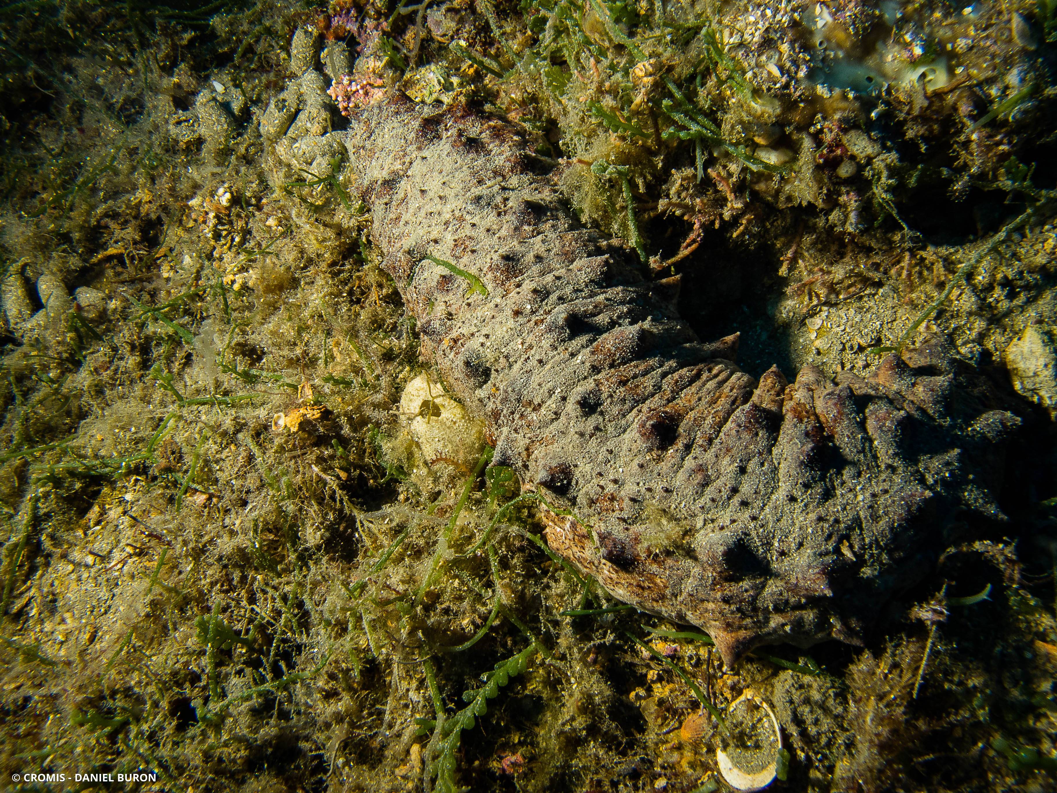 Holothurie tubuleuse