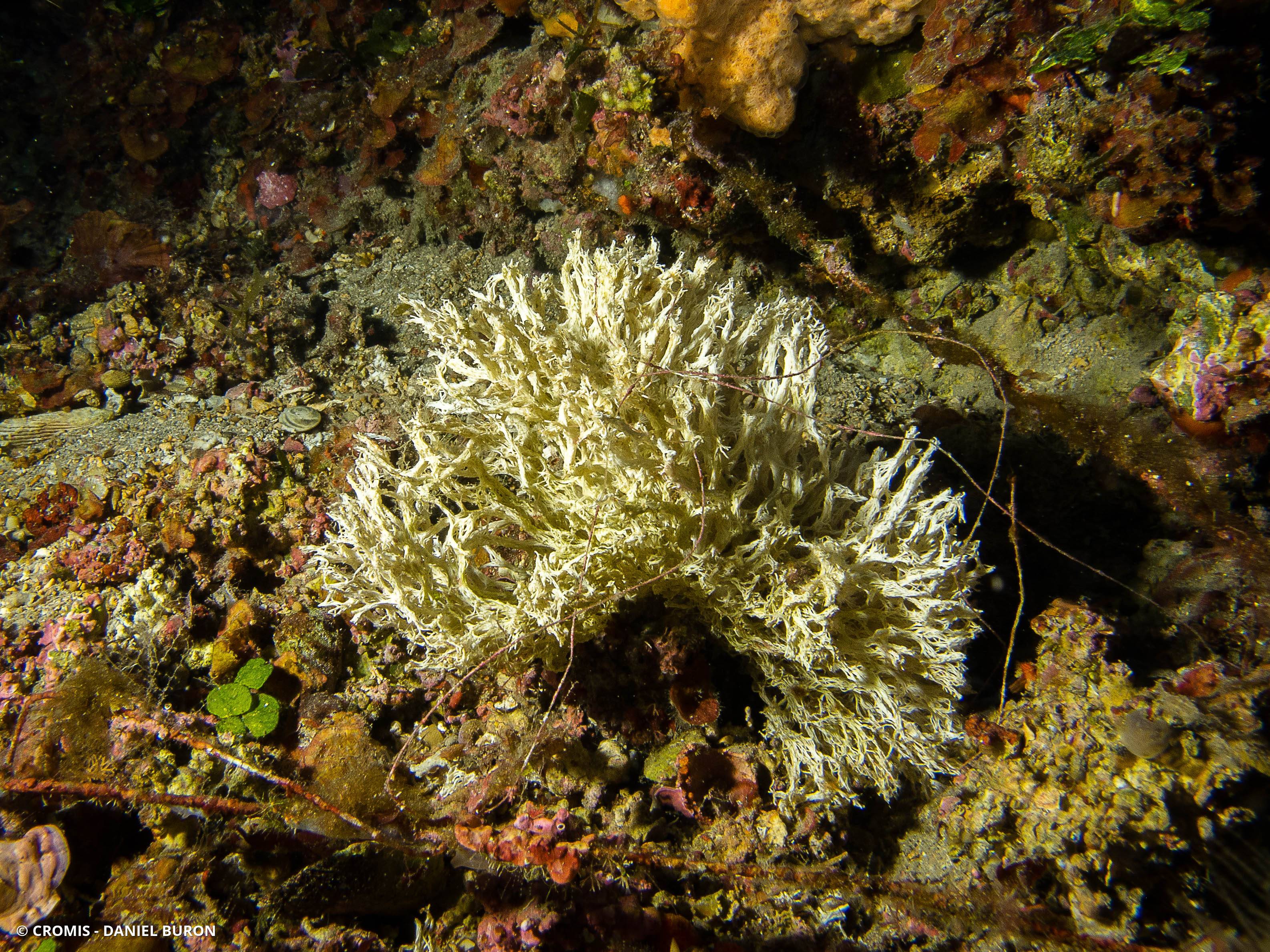 Fil de pêche