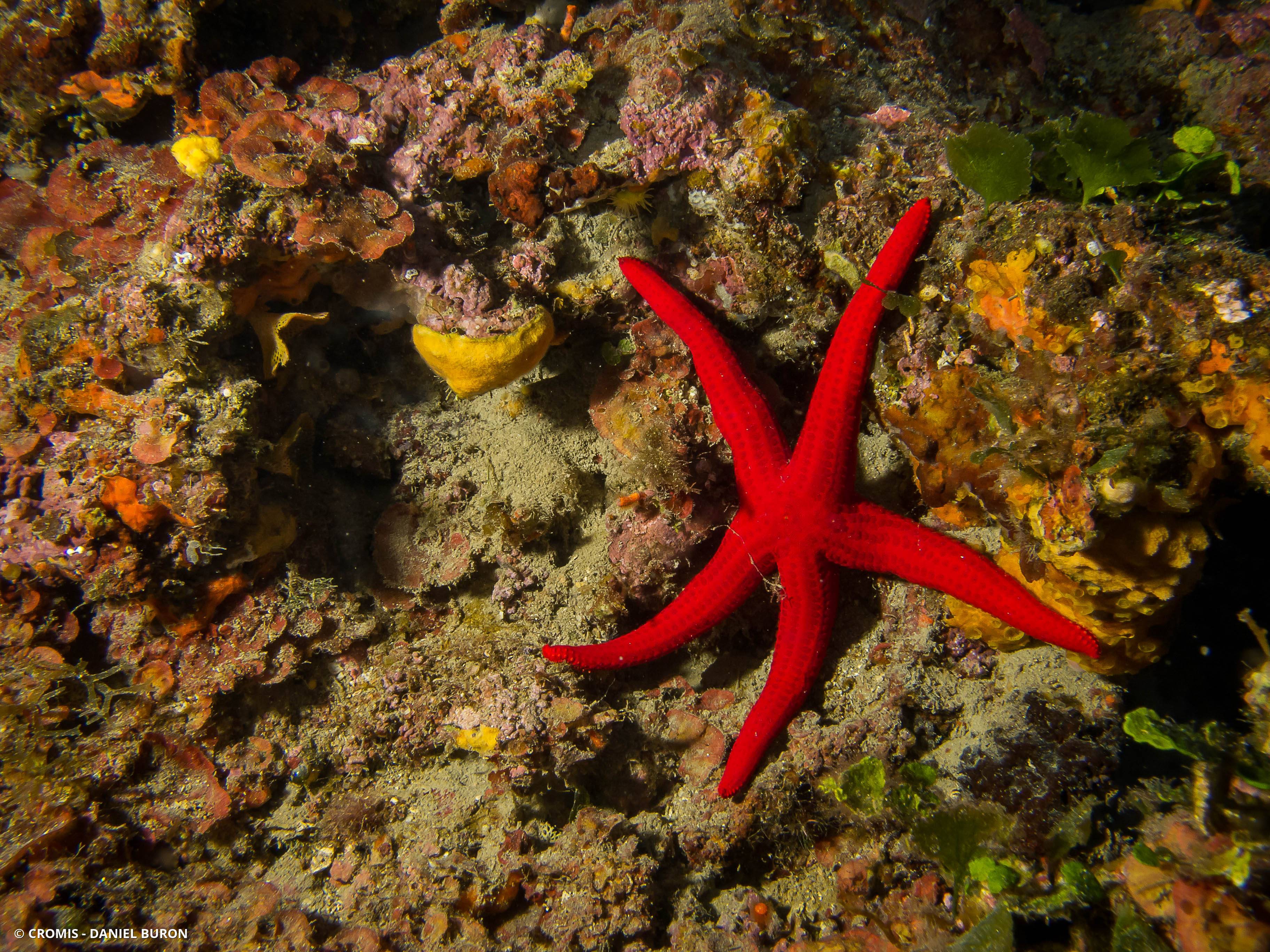 Etoile de mer lisse