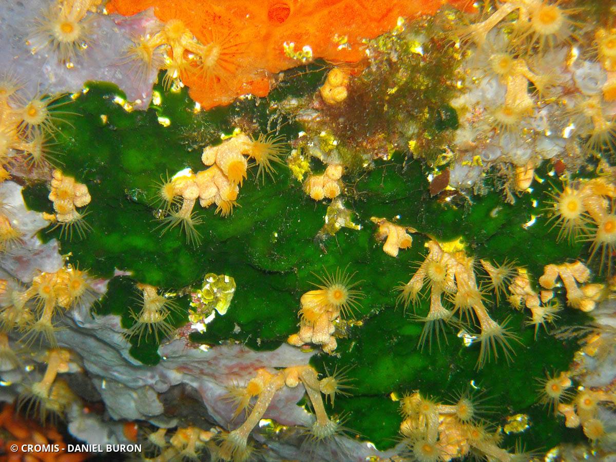 Palmophylle