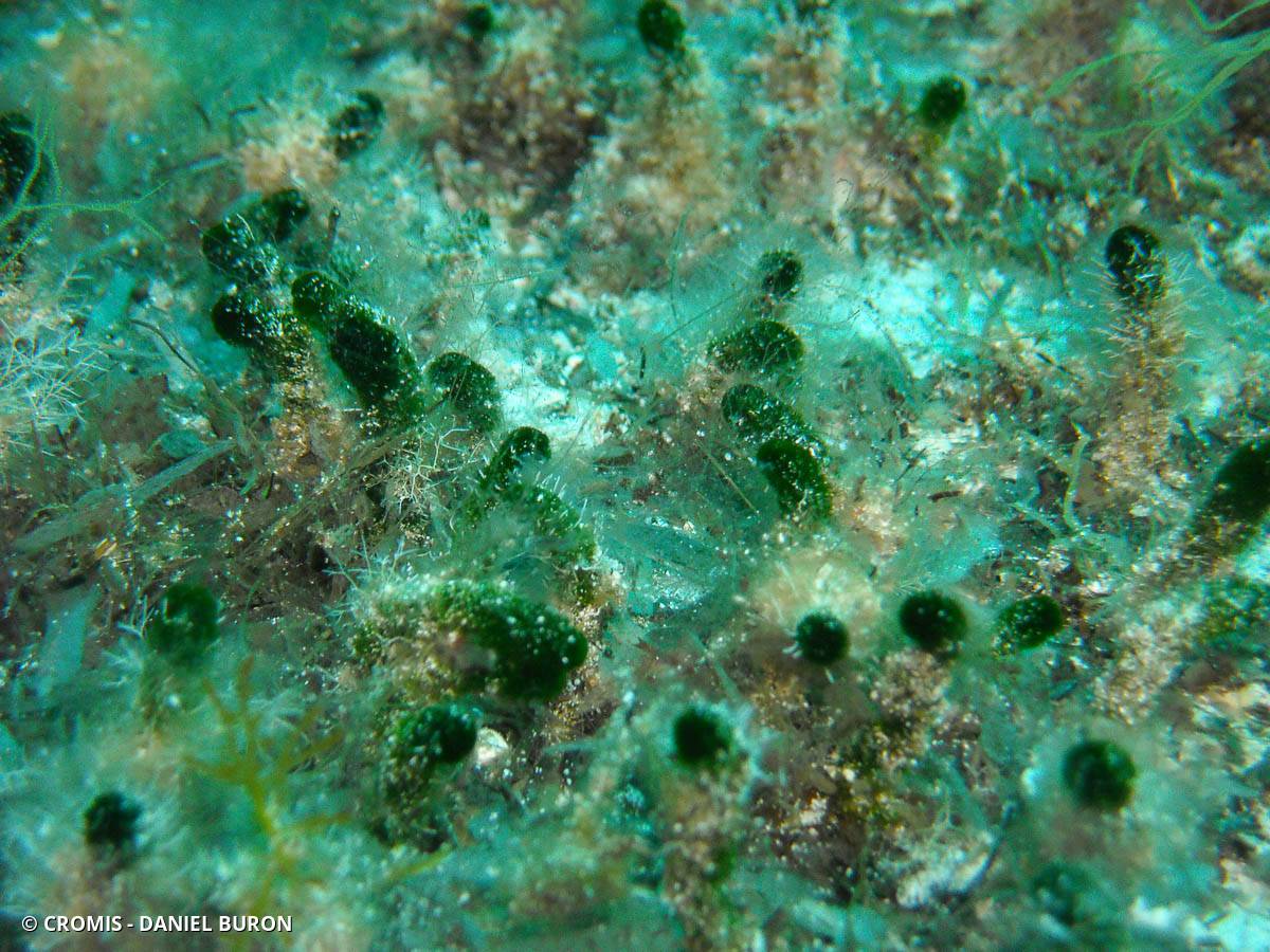 Dasyclade vermiforme