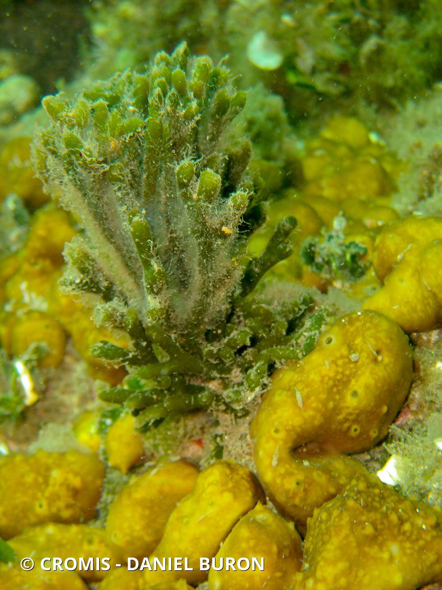 Codium fragile
